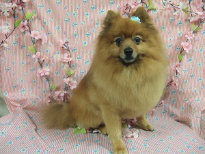 ごんちゃん
