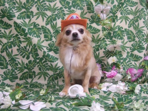 レオくん