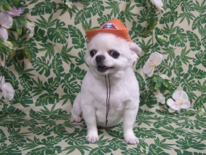 クロくん