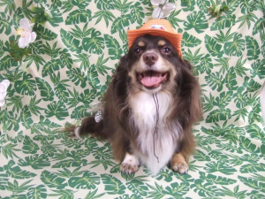 らんちゃん
