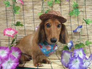 ももちゃん
