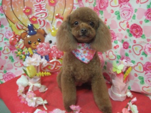 パールちゃん