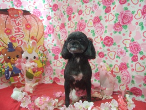 ラブちゃん