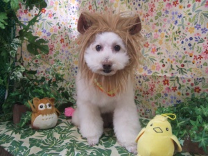 ふうたくん