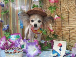 パフェちゃん