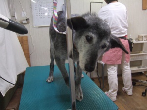 るみちゃん