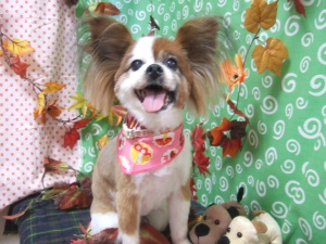 チャコちゃん