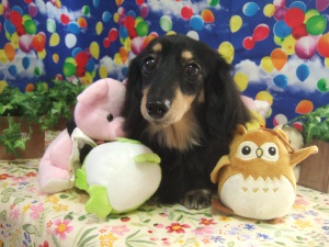 クッキーちゃん