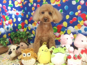 ショコラちゃん