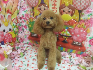うまるくん