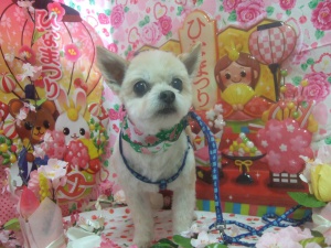 プルちゃん