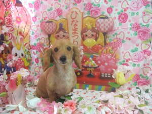 クッキーちゃん