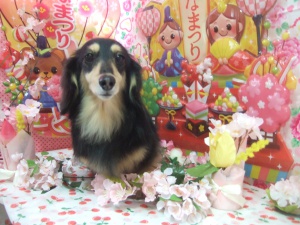 マリーちゃん