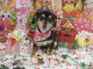 さくらちゃん