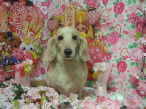 マロンちゃん