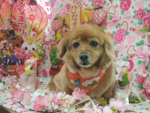 茶々丸ちゃん