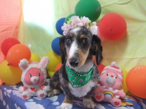 イヴくん