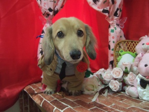 りんごちゃん