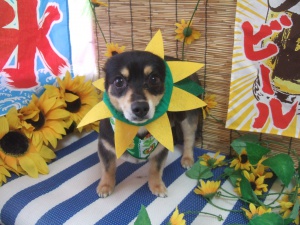 てんくん