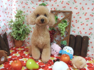 トトちゃん