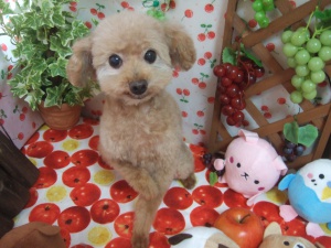 ムンクくん