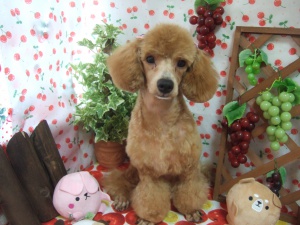 あんこちゃん