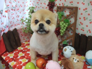 ふうたくん