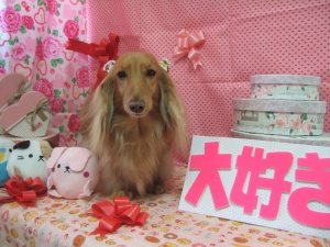 りんちゃん