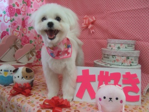 りんちゃん