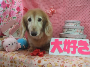 ライクくん