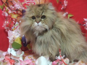 キキくん