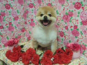 ふうたくん