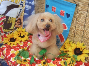 あづきちゃん