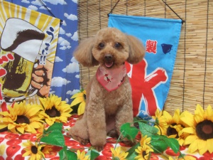 ティアラちゃん