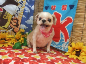 チビちゃん