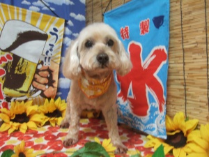 チャチャくん