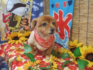 茶々丸ちゃん