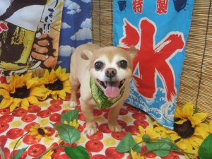 茶々丸ちゃん
