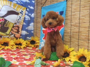 チャイちゃん