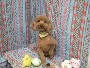 モコくん