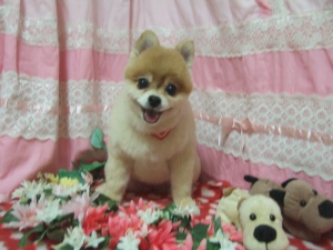 しじみちゃん