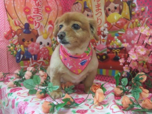 小力くん
