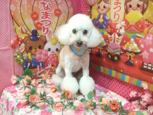 シェリくん