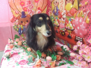 マリーちゃん