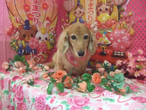 リンゴちゃん