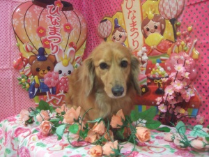 ライクくん