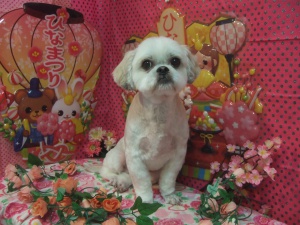 フクくん