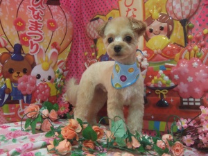 ユズちゃん