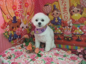 りんちゃん