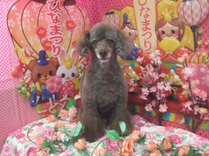 ボビーくん